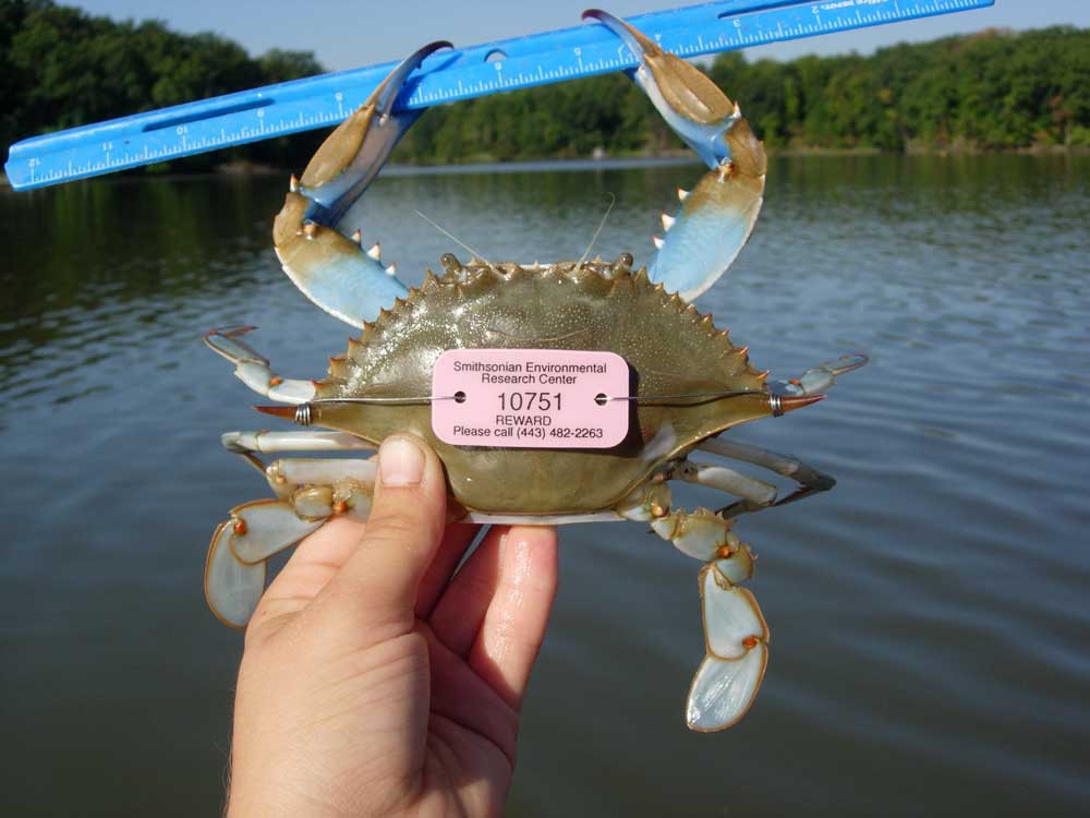 Raising Your Blue Crab IQ